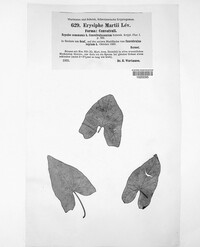 Erysiphe trifolii image
